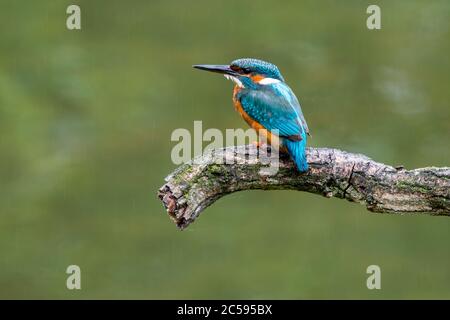 Common kingfisher (Alcedo atthis) female perched on branch over water of pond in the rain Stock Photo