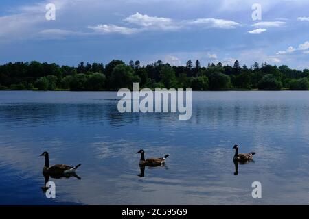 Three serene looking Canada geese (Branta canadensis) sailing by on Dow's Lake on a bright sunny summer day in Ottawa, Ontario, Canada. Stock Photo