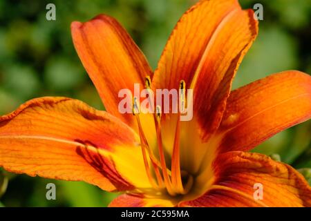 Close up of a single orange daylily (Hemerocallis fulva) glowing in the late afternoon sun in a Glebe garden, Ottawa, Ontario, Canada. Stock Photo