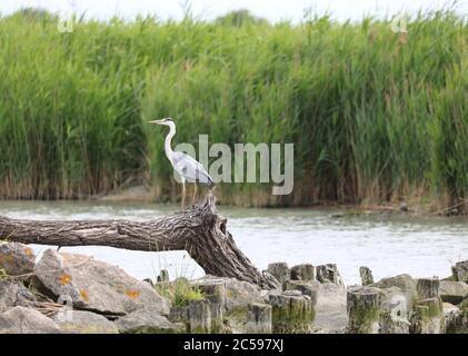 bird called grey heron or ardea cinerea on the tree Stock Photo