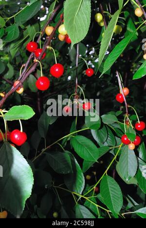 Ripe sour cherries on a tree of Prunus cerasus Stock Photo