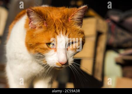 Close-up, portrait of an adult ginger Tom Cat seen outside a barn. He can be seen looking to a particular interesting area to him. Stock Photo