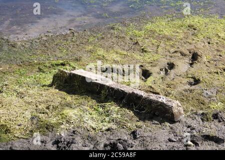 Old wooden fence post lying on dried out river bed surrounded by algae Stock Photo