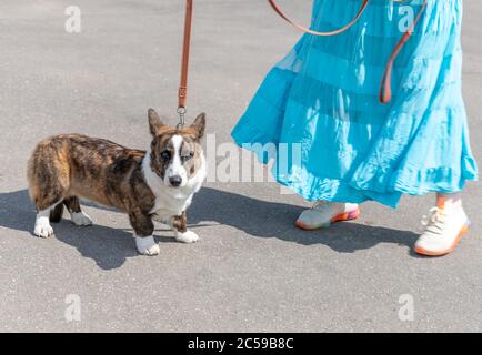 The Woman walking Welsh Corgi cardigan dog