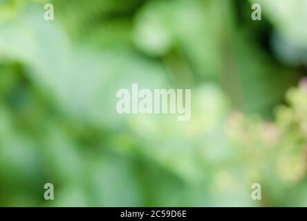 Abstract out of focus image of sunlight on a blurry hedgerow plant. Stock Photo