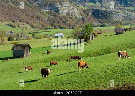France, Savoie, massif of the Bauges regional natural park, la Compote, herd of cows in front of the barns of La Taillette, Stock Photo