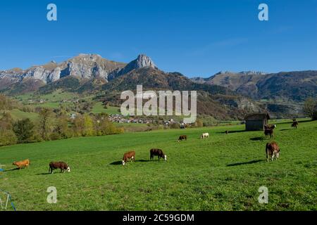 France, Savoie, massif of the Bauges regional natural park, la Compote, herd of cows in front of the barns of La Taillette, the Trelod and the Pleuven tooth Stock Photo