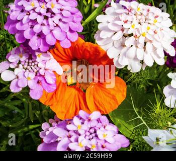 Cottage garden flowers. Summer. Colourful mix Stock Photo