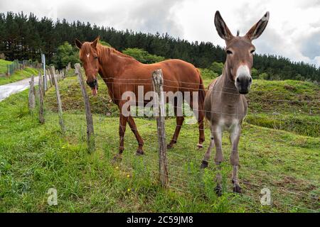 A beautiful horse sticking its tongue out and a cute donkey together in a pasture of a farm. Friendly domestic animals Stock Photo