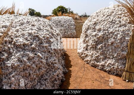 Africa, West Africa, Burkina Faso, Tenkodogo. A pile of freshly harvested Dafani cotton from eastern Burkina Faso. Stock Photo