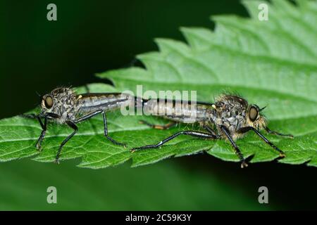 France, Territoire de Belfort, Chaux, forest, Asylums, predatory dipteran insects, mating on a nettle leaf Stock Photo
