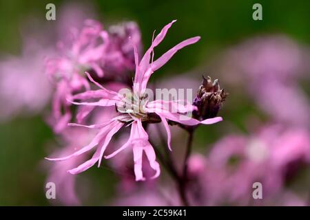 France, Territoire de Belfort, Chaux, pond, riverbank, Silene flos-cuculi, flowering Stock Photo