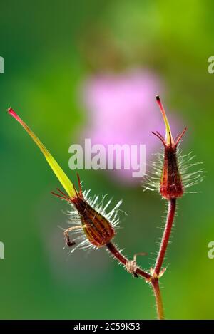 France, Territoire de Belfort, Belfort, meadow, Geranium robertianum, fruits Stock Photo