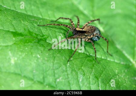 France, Territoire de Belfort, Chaux, forest, spider (Pardosa lugubris) female and her eggs Stock Photo