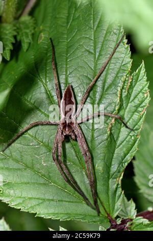 France, Territoire de Belfort, Chaux, forest, spider (Pisaura mirabilis) adult Stock Photo