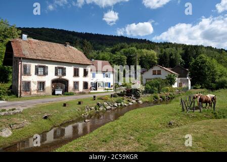 France, Haute Saone, Fresse, village, houses, Raddon stream, Comtois horses Stock Photo