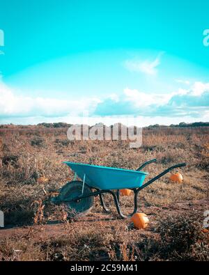 A wheelbarrow in a field surrounded by pumpkins with a blue sky Stock Photo