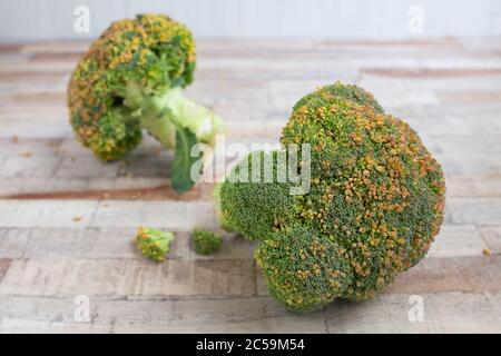 Yellowing calabrese broccoli Stock Photo