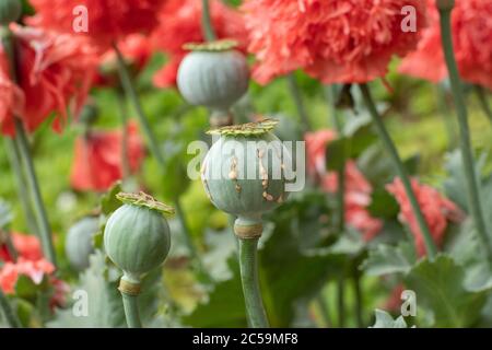 Opium poppy pods with opium latex ready to harvest Stock Photo