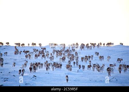 Norway, Lapland, County of Troms og Finnmark, Karasjok, herd of reindeer in the wild Stock Photo