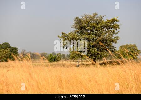 Africa, West Africa, Benin, Natitinqou. An African man walks through a wheat field in northern Benin. Stock Photo