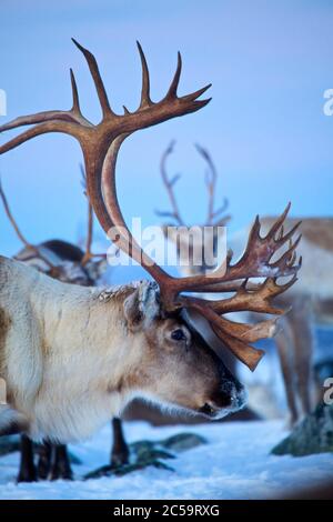 Norway, Lapland, County of Troms og Finnmark Stock Photo