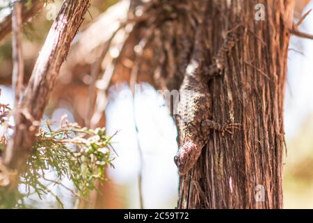 A desert lizard rests on a Juniper Tree Stock Photo