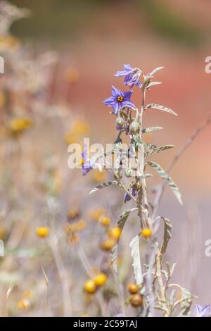 Silverleaf Nightshade in the Desert Stock Photo