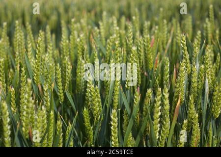 Ears of green corn in spring for use as background Stock Photo