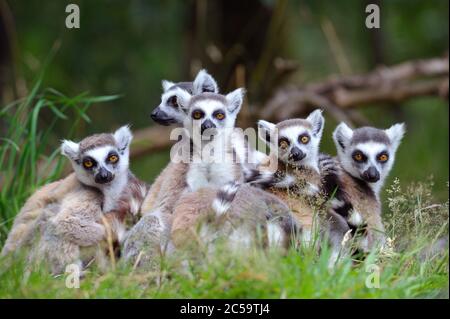 Family of Lemurs Stock Photo
