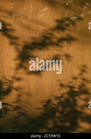 tree shadows on window curtains at sunrise Stock Photo