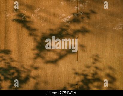 tree shadows on window curtains at sunrise Stock Photo