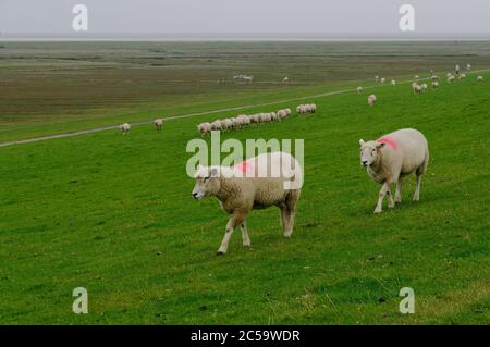 Sheep (texel sheep) on a dike near Westerhever in North Frisia, Schleswig-Holstein, Germany Stock Photo