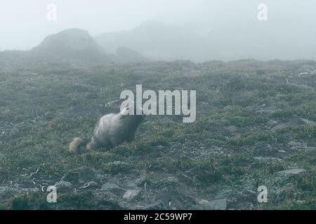 Marmot in the mist on the side of Mount Rainier Stock Photo