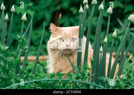 Beautiful persian cat hunt in the grass in summer front Stock Photo