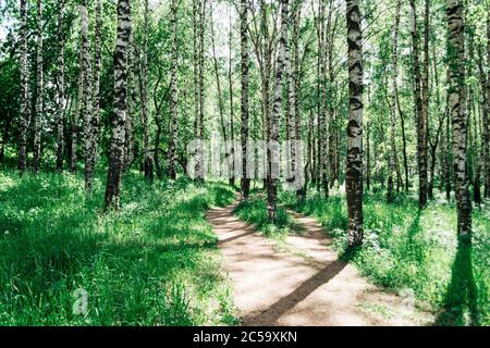Birch grove in the summer sunny forest Stock Photo