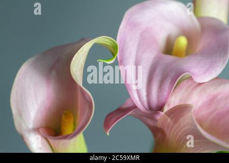 Close-up bouquet of pink calla lilies on gray background, greeting or gift concept, selective focus Stock Photo