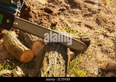 Preparation of fuel for the winter. Cutting acacia tree trunks using an electric chain saw. Stock Photo