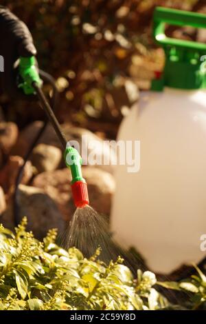 Protection of garden crops through spraying with plant protection products. Stock Photo