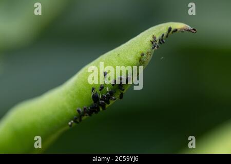 Black Fly (Simuliidae sp) on a bean Stock Photo