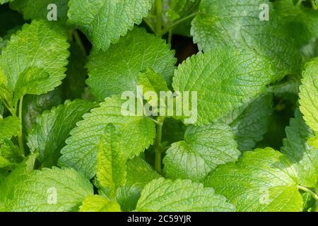 Lemon balm (Melissa officinalis) Stock Photo