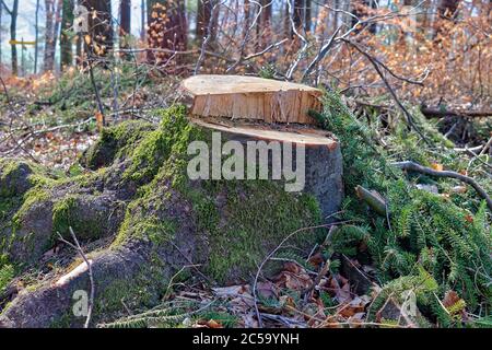 Large tree stump covered with moss in a forest Stock Photo