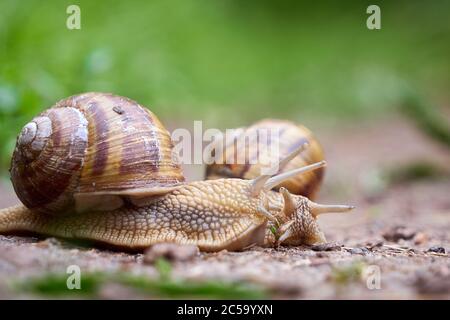 Two Snails crawling on soil after rain ( Helix Pomatia ) Stock Photo