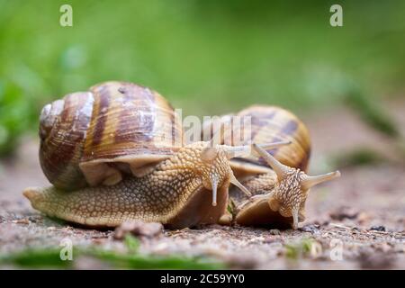 Two Snails crawling on soil after rain ( Helix Pomatia ) Stock Photo