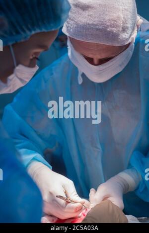 Children's surgeons perform urological surgery. A man and a woman in a mask, and a blue sterile gown, in the operating room. Stock Photo