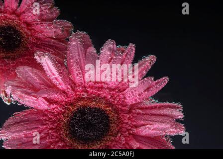 pink gerbera flowers, with air bubbles on the petals, under water, on a multi-colored background. March 8 concept. International Women's Day Stock Photo
