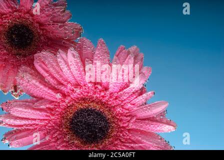 pink gerbera flowers, with air bubbles on the petals, under water, on a multi-colored background. March 8 concept. International Women's Day Stock Photo