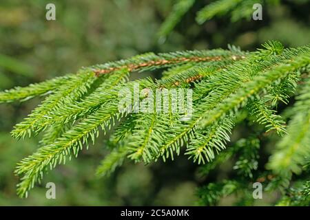 Spruce branches in a close-up Stock Photo