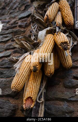 Dried corn cob hanging on a rock wall, harvesting vegetables. Old house. Sweet corn air drying Stock Photo