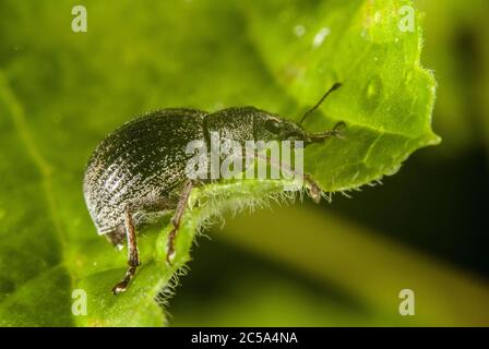 The apple blossom weevil () Stock Photo